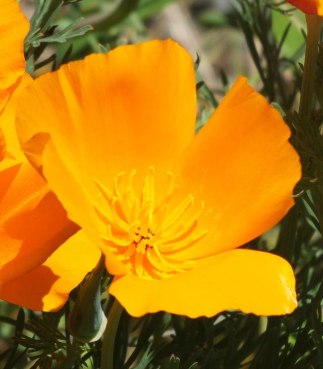 CaliforniaPoppy