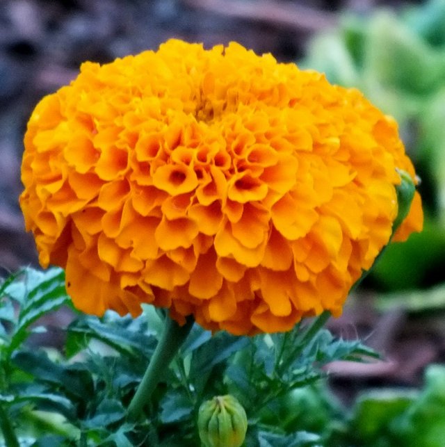 Marigold