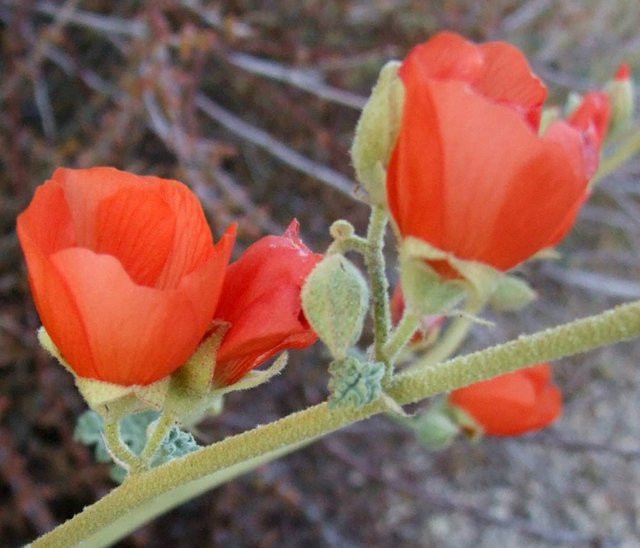 DesertFlowers