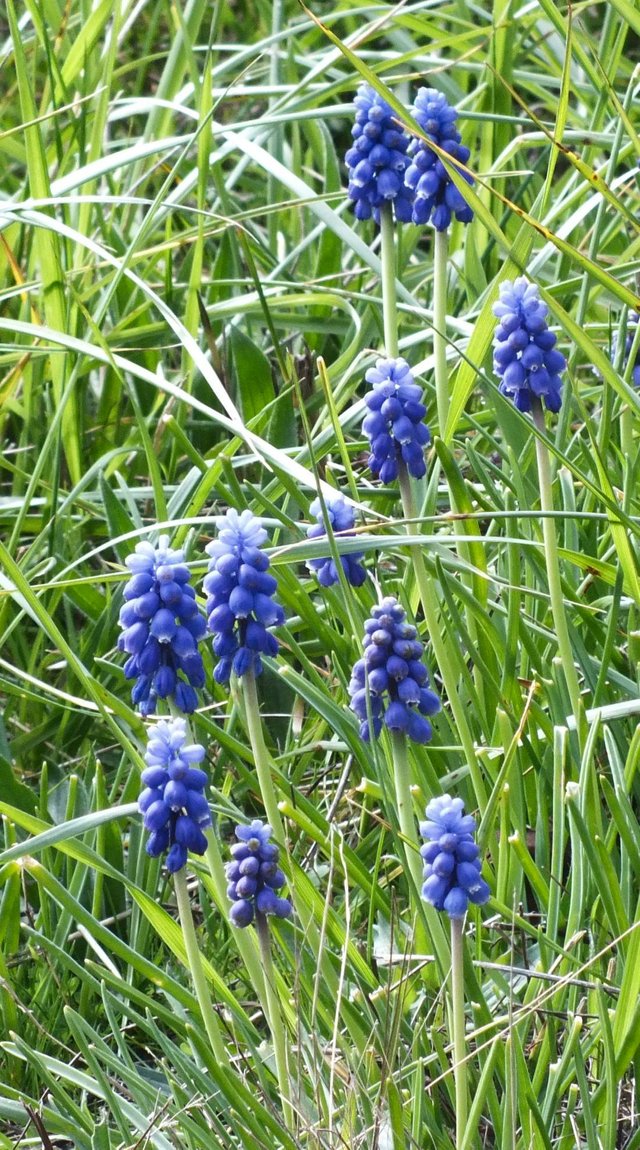 GrapeHyacinths