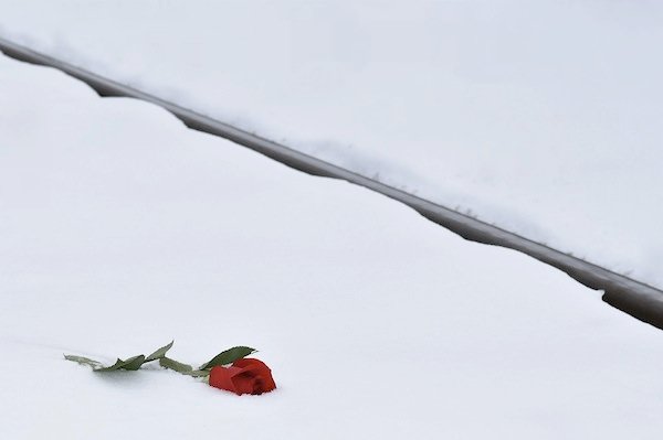 Rose in Snow