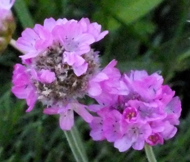 PurpleFlowers