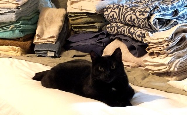 LaundryCat