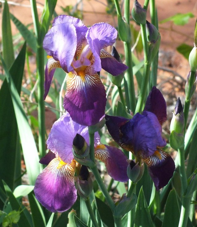 Irises