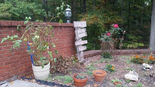 Flower Garden with Potted Tomato 2017-medium shot