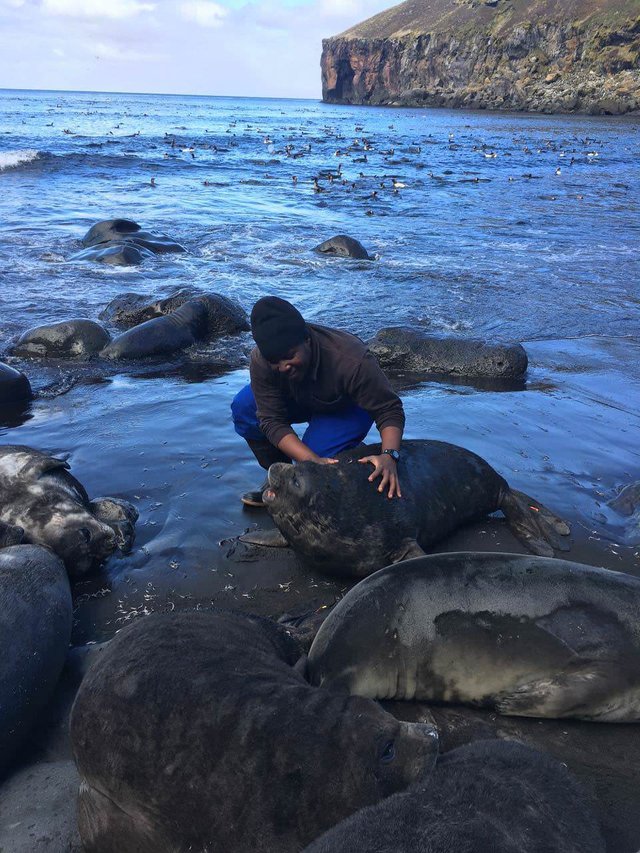 Marion Island researcher with baby elephant seals