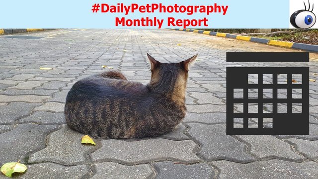 Header Image-dailypetphotography