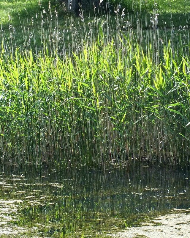 Reeds