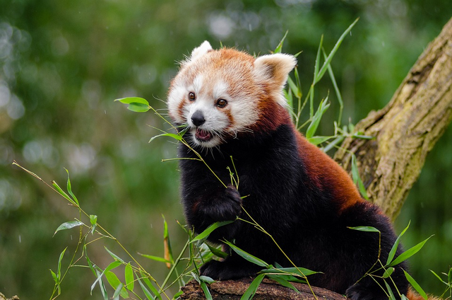 randomred-panda2