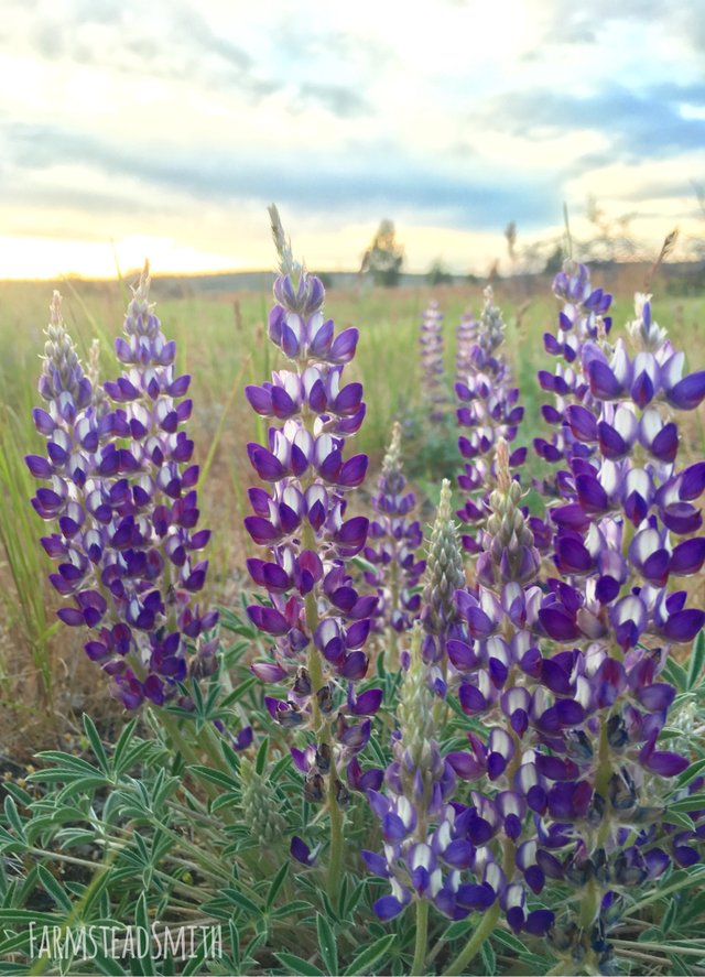 Lupine