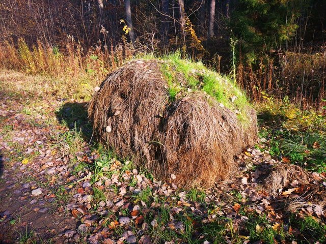 Заколдованный лес