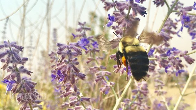 farmsteadsmith farmstead bumble bee