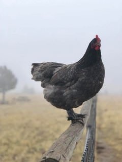 farmstead farmsteadsmith chicken langshan