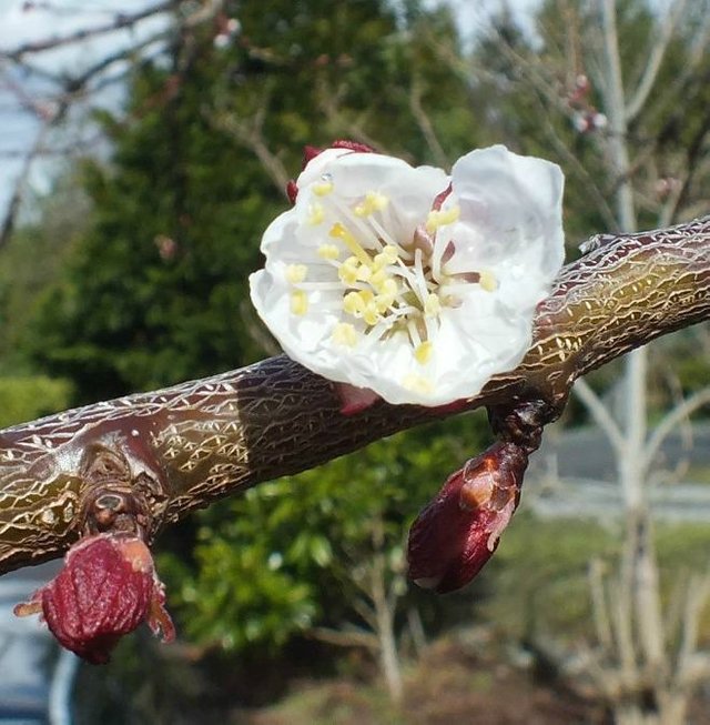 AppleBlossoms