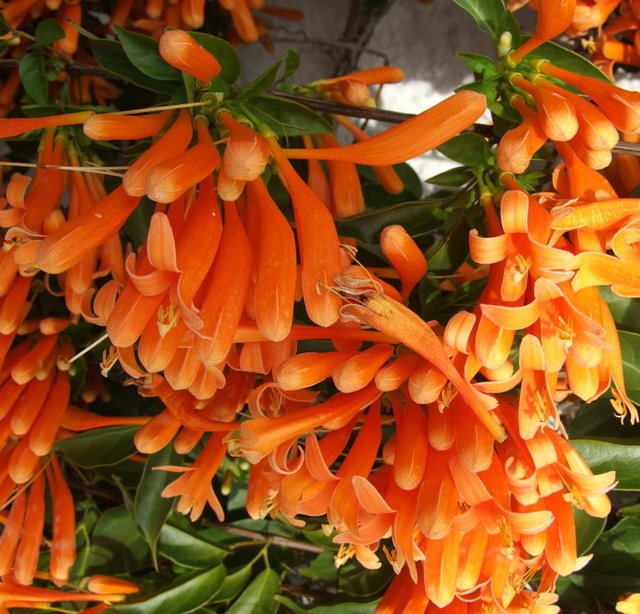 OrangeFlowers