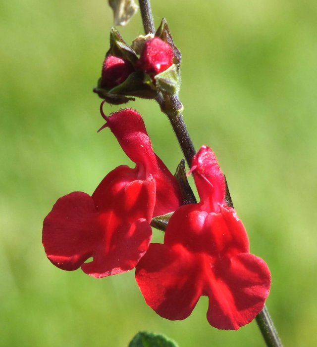 Salvia