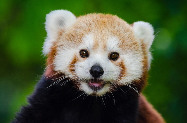 randomred-panda2