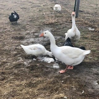farmstead farmsteadsmith geese ducks mud