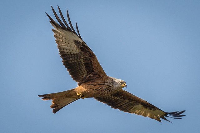 Greifvogel im Gleitflug