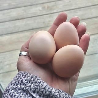 farmstead farmsteadsmith eggs chickens
