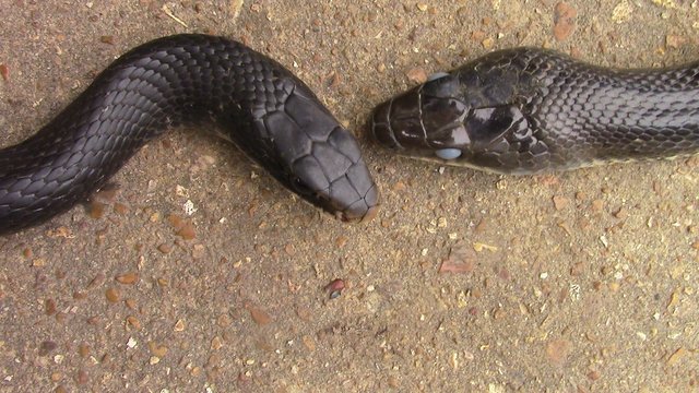 Difference Between Black Rat Snake And Black Racer - Snake Poin