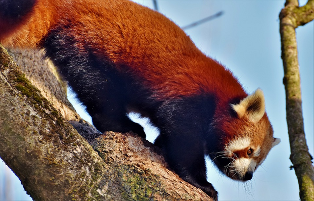 randomred-panda2