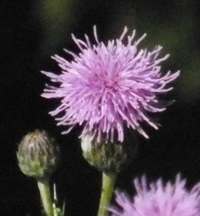 Thistle