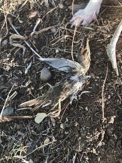 farmsteadsmith farmstead dead bird