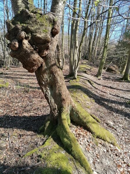 Kunst am Baum