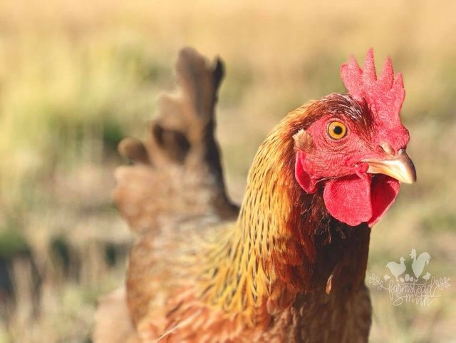 farmstead farmsteadsmith chicken welsummer hen