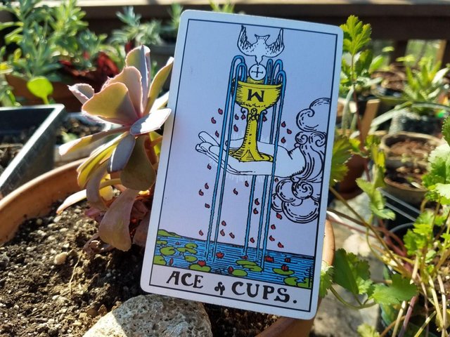 Lá bài Ace Of Cups hé mở tình yêu đẹp như truyện tranh