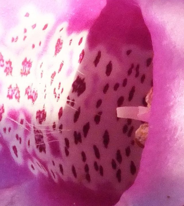 Foxglove