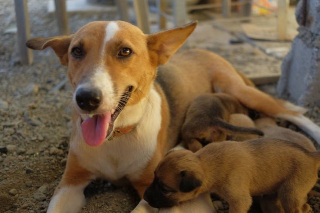 labrador cross breed askal