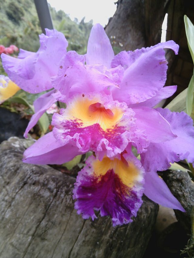 Orquídea (Cattleya Trianae) Flor Nacional de Colombia — Steemit