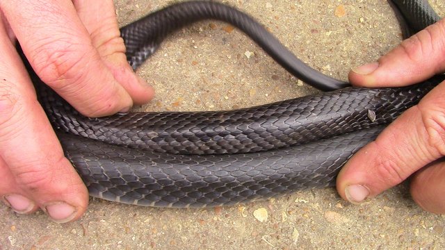 Difference Between Black Rat Snake And Black Racer - Snake Poin