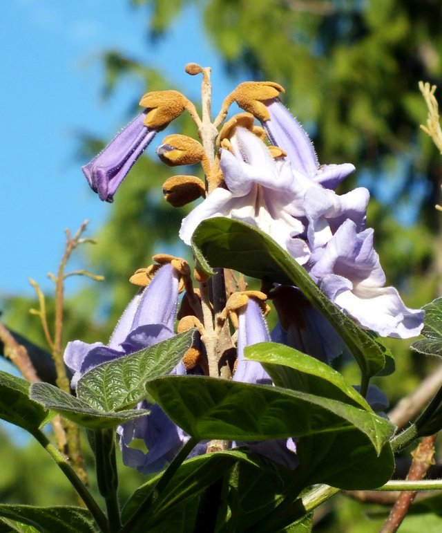 Flowers