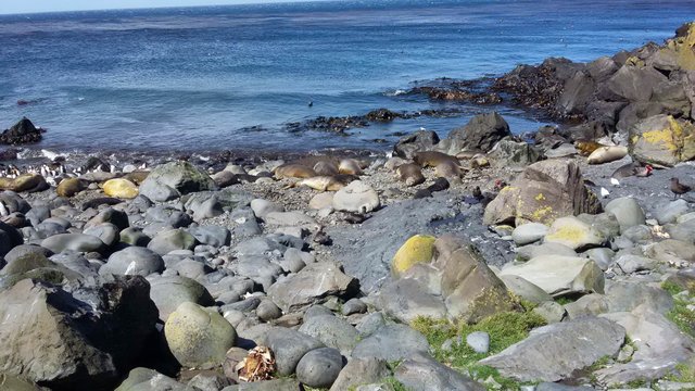 Baby elephant seals on the beach