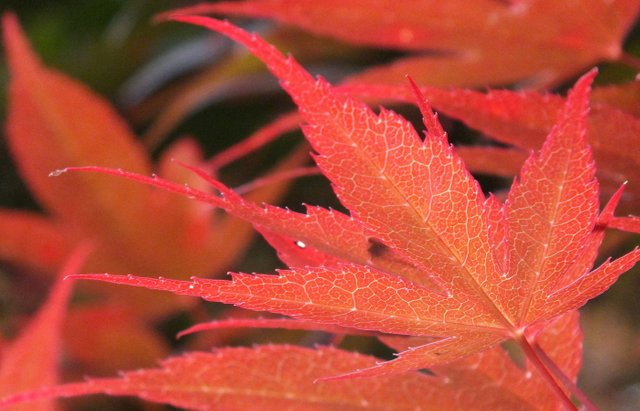 JapaneseMaple