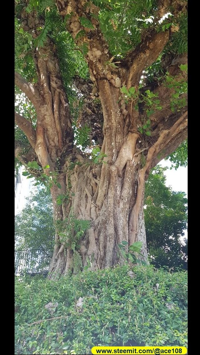Heritage Trees at Duxton Plains10