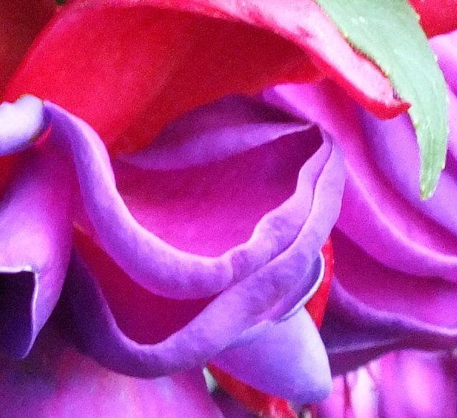 Fuchsia