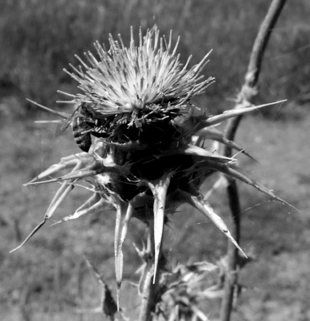 Thistle