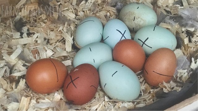 farmsteadsmith farmstead hatching eggs