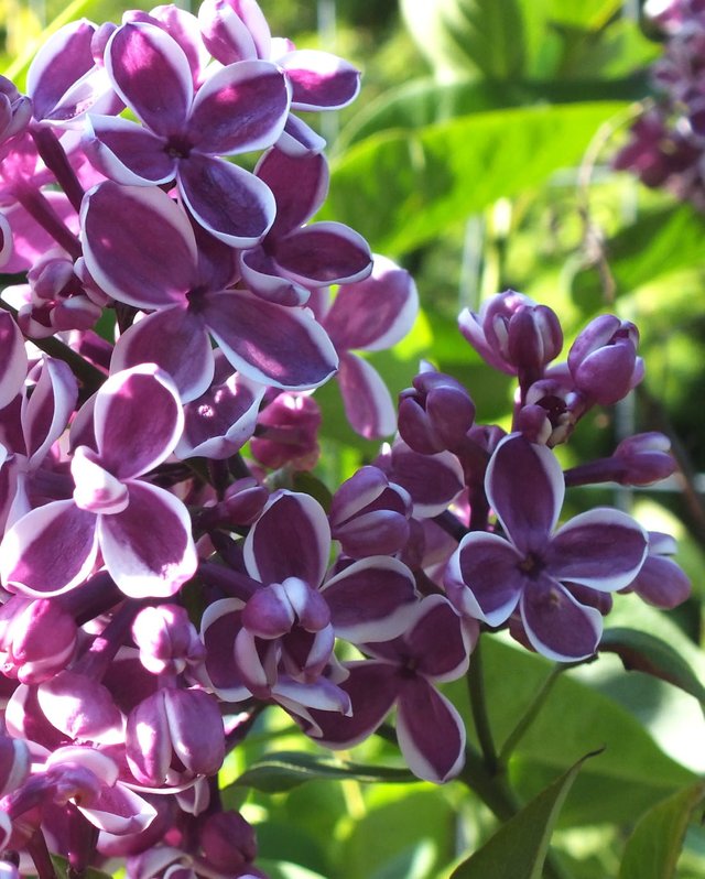 Lilacs