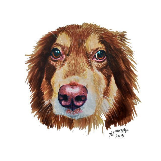 Dog Sketch Markers Steemit