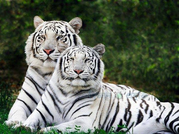 National Information Some information about Royal Bengal Tiger — Steemit