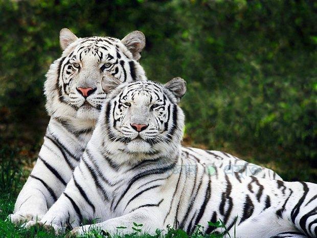 royal white bengal tiger