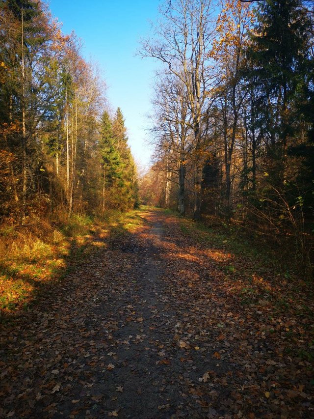 Заколдованный лес