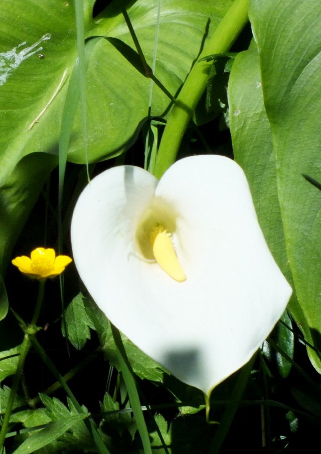 Calla