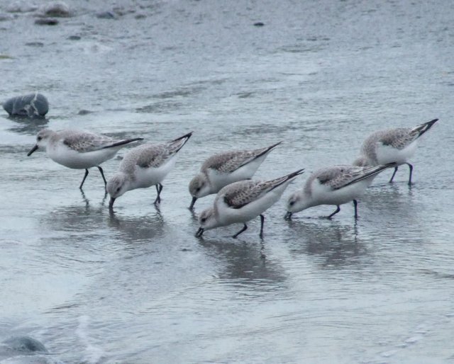 Sandpipers