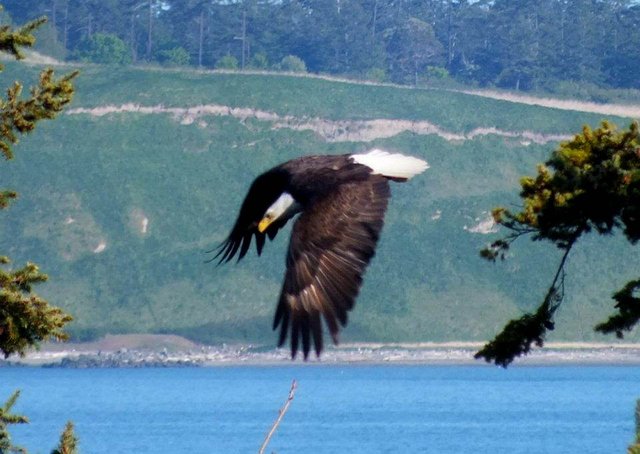 Eagle